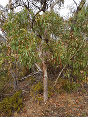 Eucalyptus fasciculosa
