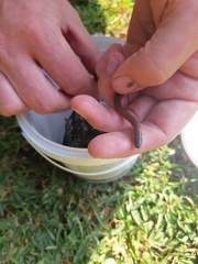 Aparallactus capensis