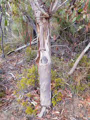 Eucalyptus fasciculosa