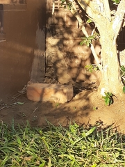 Hemachatus haemachatus