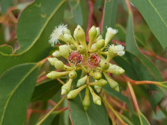 Eucalyptus fasciculosa