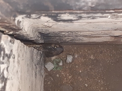 Hemachatus haemachatus