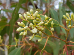 Eucalyptus fasciculosa