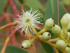 Eucalyptus fasciculosa
