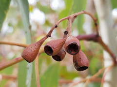Eucalyptus fasciculosa