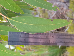 Eucalyptus fasciculosa