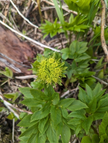 Dawson's angelica (Angelica dawsonii)
