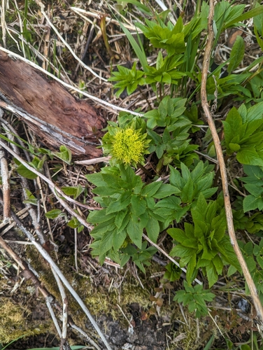 Image of Angelica dawsonii by (c) Caleb Catto, some rights reserved (CC BY)