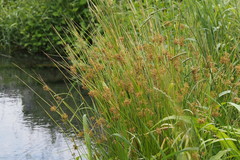 Juncus decipiens