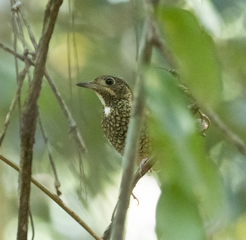 White-throated Rock Thrush (Monticola gularis), photo 10
