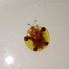 Aspidimorpha sanctaecrucis