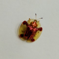 Aspidimorpha sanctaecrucis