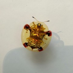 Aspidimorpha sanctaecrucis