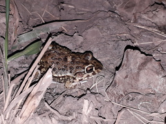 Leptodactylus bufonius
