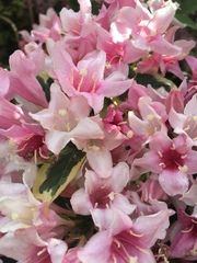 Weigela hortensis