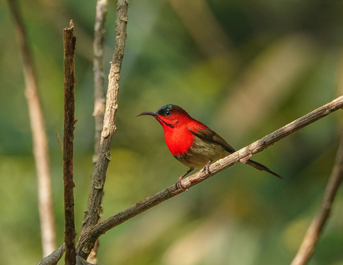 Crimson Sunbird (Aethopyga siparaja), photo 8