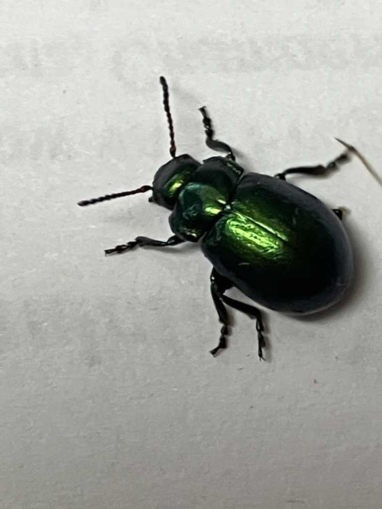 Chrysolina basilaris