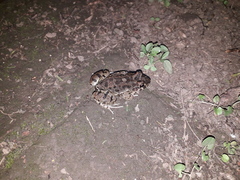 Leptodactylus bufonius