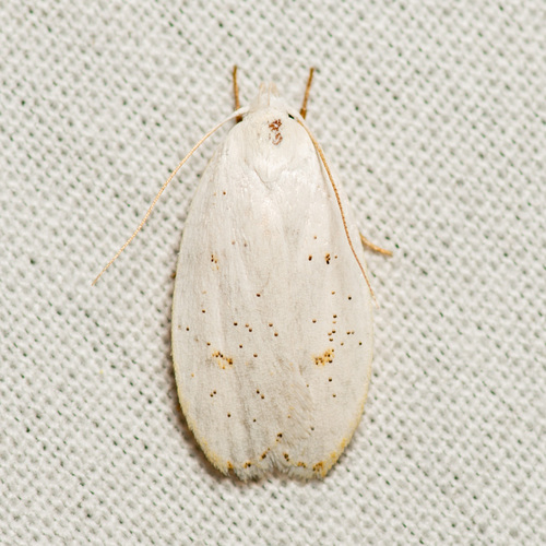 Durrantia piperatella photo 3