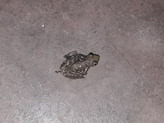 Scinax nasicus
