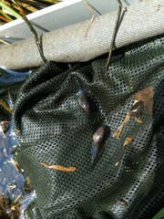 Rana dalmatina