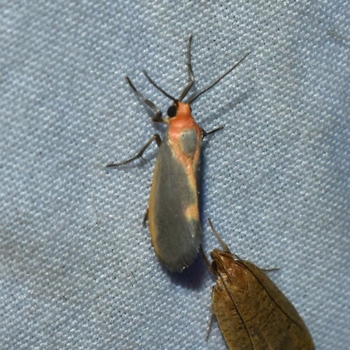 Lead-colored Lichen Moth photo 5