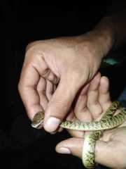 Leptodeira ashmeadii