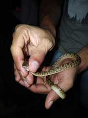 Leptodeira ashmeadii