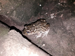 Leptodactylus bufonius