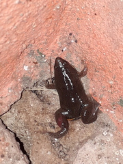 Elachistocleis bicolor