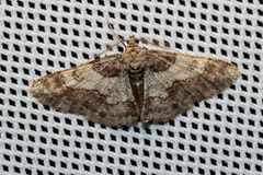 Cleora cinctaria