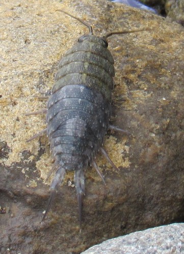 Western Sea Slater photo 6
