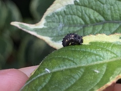 Adalia decempunctata