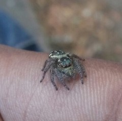 Carrhotus sannio