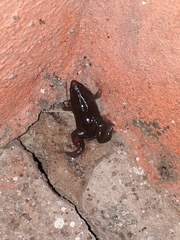 Elachistocleis bicolor