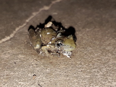 Scinax nasicus