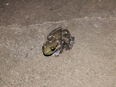 Scinax nasicus