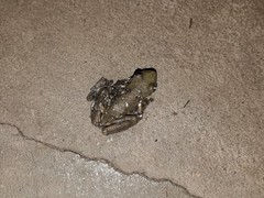 Scinax nasicus