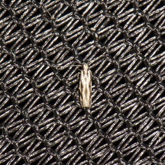 Melanocinclis lineigera