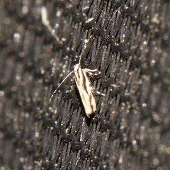 Melanocinclis lineigera