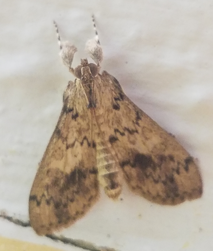 Bougainvillea Caterpillar Moth