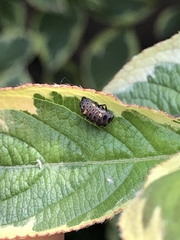 Adalia decempunctata