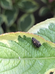 Adalia decempunctata