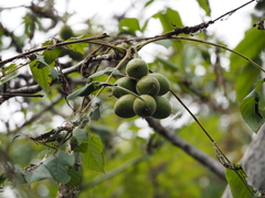 Juglans ailantifolia