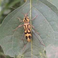 Chlorophorus annularis