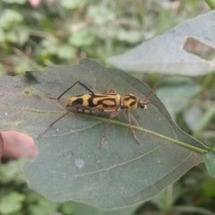 Chlorophorus annularis