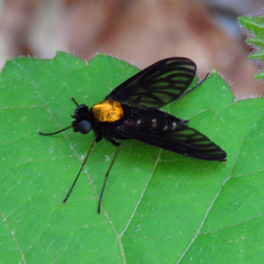 Chrysopilus thoracicus