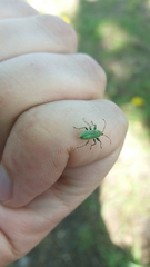 Phyllobius arborator