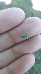 Phyllobius arborator