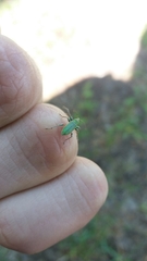 Phyllobius arborator